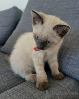 Foto №2 zu Ankündigung № 170649 zu verkaufen siamkatze - einkaufen Niederlande züchter