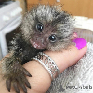 Foto №3. Bereit für ein neues Zuhause. Schicken Sie mir eine Nachricht, wenn Sie daran. Frankreich