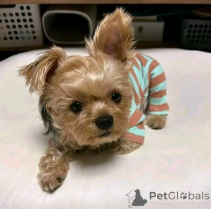 Foto №2 zu Ankündigung № 163788 zu verkaufen yorkshire terrier - einkaufen Deutschland quotient 	ankündigung, aus dem tierheim