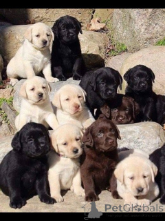 Foto №1. labrador retriever - zum Verkauf in der Stadt Venlo | verhandelt | Ankündigung № 168393