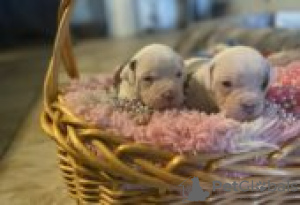 Foto №2 zu Ankündigung № 129075 zu verkaufen american bulldog - einkaufen Finnland züchter
