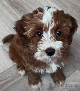Foto №2 zu Ankündigung № 173325 zu verkaufen labradoodle - einkaufen Polen quotient 	ankündigung