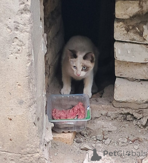 Foto №4. Ich werde verkaufen  in der Stadt Vladimir.  - preis - Frei