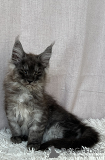 Foto №3. Wunderschöne Maine-Coon-Kätzchen. Polen