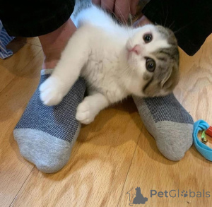 Foto №2 zu Ankündigung № 165468 zu verkaufen  - einkaufen Belgien 