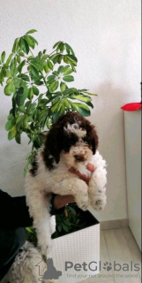 Foto №3. Lagotto Romagnolo Welpen. Serbien