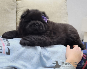 Zusätzliche Fotos: Chow Chow Male Puppies For Sale!