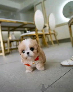 Foto №1. cavalier king charles spaniel - zum Verkauf in der Stadt Berlin | verhandelt | Ankündigung № 167503