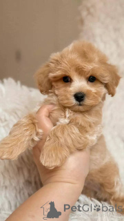 Foto №3. Verspielte Maltipoo-Welpen hypoallergen und familienfreundlich. Schweiz