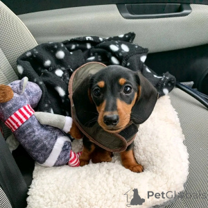 Foto №2 zu Ankündigung № 137158 zu verkaufen dackel - einkaufen Deutschland züchter