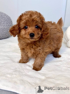 Foto №2 zu Ankündigung № 166908 zu verkaufen maltipu - einkaufen Österreich 