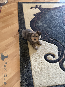 Foto №3. Yorkshire Terrier Welpen Mini Baby Gesicht. Georgien