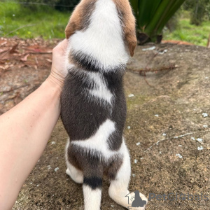 Foto №3. Wunderschöne Beagle-Welpen. Deutschland