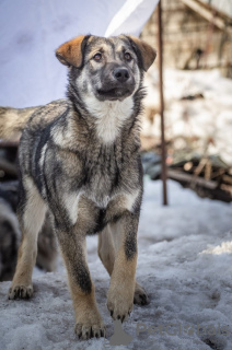 Foto №1. mischlingshund - zum Verkauf in der Stadt Москва | Frei | Ankündigung № 48378