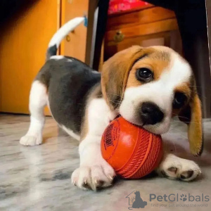 Foto №1. beagle - zum Verkauf in der Stadt Nürnberg | 360€ | Ankündigung № 120607