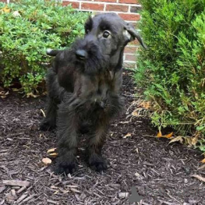 Foto №2 zu Ankündigung № 173072 zu verkaufen schnauzer - einkaufen Lettland quotient 	ankündigung, züchter