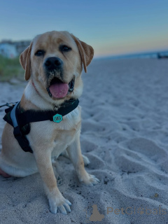 Foto №4. Ich werde verkaufen labrador retriever in der Stadt Alavus. züchter - preis - 504€