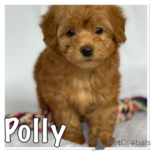 Foto №3. Havaneser-Welpen.. Dänemark