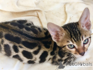 Foto №2 zu Ankündigung № 158761 zu verkaufen bengal katzenrasse - einkaufen Deutschland quotient 	ankündigung