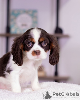Foto №1. cavalier king charles spaniel - zum Verkauf in der Stadt Varmaland | verhandelt | Ankündigung № 160716