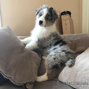 Foto №1. australian shepherd - zum Verkauf in der Stadt Berlin | 800€ | Ankündigung № 89556