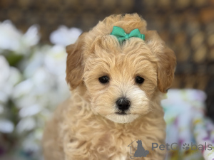 Foto №1. maltipu - zum Verkauf in der Stadt Berlin | 900€ | Ankündigung № 149584