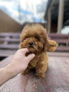 Foto №1. maltipu - zum Verkauf in der Stadt Kiew | verhandelt | Ankündigung № 165780