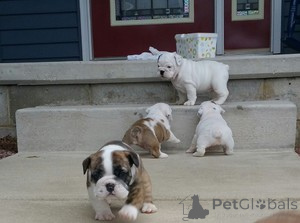 Foto №1. englische bulldogge - zum Verkauf in der Stadt Brüssel | 242€ | Ankündigung № 165737