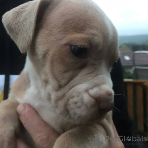 Foto №2 zu Ankündigung № 173383 zu verkaufen american pit bull terrier - einkaufen Finnland quotient 	ankündigung