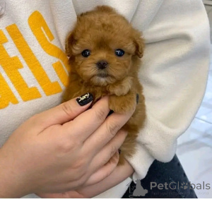 Foto №2 zu Ankündigung № 136563 zu verkaufen mischlingshund - einkaufen Deutschland züchter