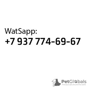 Foto №2 zu Ankündigung № 130433 zu verkaufen pommersche spitz - einkaufen Russische Föderation züchter