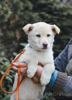 Foto №2 zu Ankündigung № 168472 zu verkaufen mischlingshund - einkaufen Russische Föderation quotient 	ankündigung