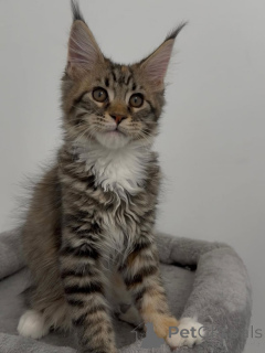 Foto №1. maine-coon-katze - zum Verkauf in der Stadt Zürich | verhandelt | Ankündigung № 169406