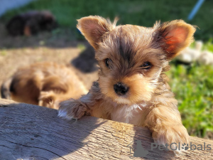 Foto №4. Ich werde verkaufen biewer terrier in der Stadt Miechów. züchter - preis - verhandelt