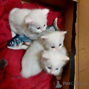 Foto №1. perserkatze - zum Verkauf in der Stadt Frankfurt | 350€ | Ankündigung № 147353