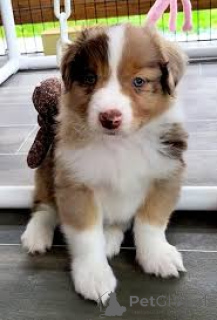 Foto №3. Australian Shepherd-Welpen zu verkaufen. Niederlande
