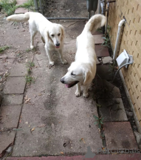 Foto №2 zu Ankündigung № 138807 zu verkaufen mischlingshund - einkaufen Großbritannien züchter