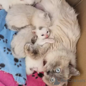 Foto №1. ragdoll-katze - zum Verkauf in der Stadt Berlin | 380€ | Ankündigung № 167243