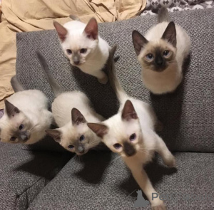 Foto №1. ragdoll-katze - zum Verkauf in der Stadt Bamberg | 200€ | Ankündigung № 156860