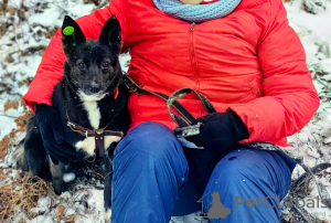 Foto №3. Eichhörnchen sucht ein Zuhause und seine Familie. Russische Föderation