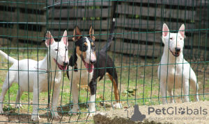 Foto №3. Mini bull terriers. Serbien