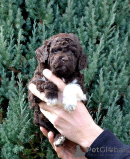 Foto №2 zu Ankündigung № 134052 zu verkaufen lagotto romagnolo - einkaufen Serbien 