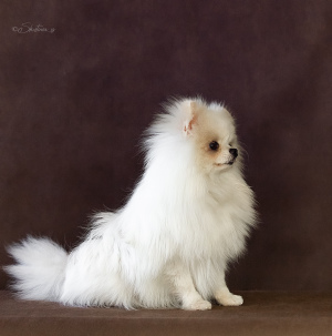 Foto №1. german spitz - zum Verkauf in der Stadt Berezniki | Frei | Ankündigung № 1980