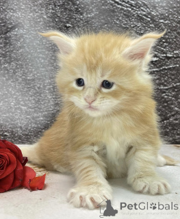 Foto №2 zu Ankündigung № 163324 zu verkaufen maine-coon-katze - einkaufen Deutschland züchter