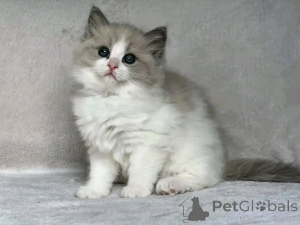 Foto №3. RAGDOLL-KATZEN ZUR Adoption. Deutschland