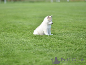 Foto №3. Siberian Husky Welpen zum Verkauf. Serbien