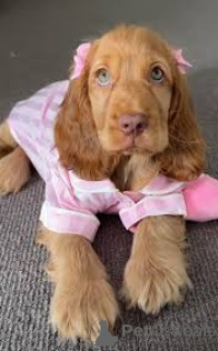 Foto №3. Amerikanischer Chiots Cocker Spaniel für sein neues Fax verfügbar. Großbritannien