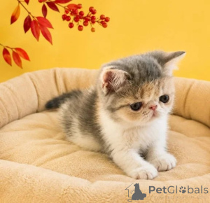 Foto №1. exotische kurzhaarkatze - zum Verkauf in der Stadt Dahme-Sprewald | 350€ | Ankündigung № 178154