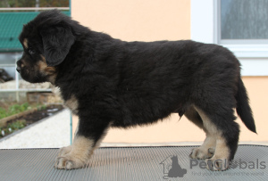 Foto №4. Ich werde verkaufen mongolischer wolfshund der burjaten in der Stadt Москва. quotient 	ankündigung - preis - 531€