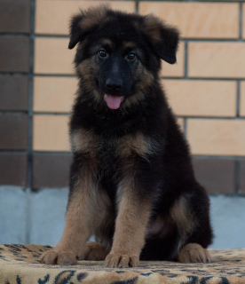 Foto №1. deutscher schäferhund - zum Verkauf in der Stadt Kursk | 349€ | Ankündigung № 3270